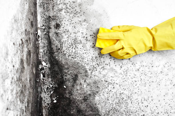 Best Preventive Mold Services in Edwards Af, CA