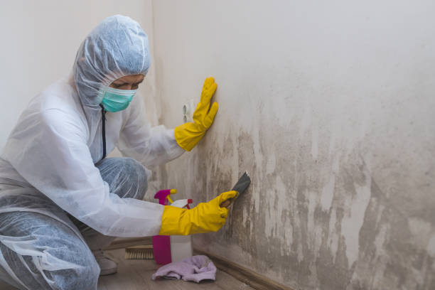 Best Mold Testing and Inspection Services in Edwards Af, CA