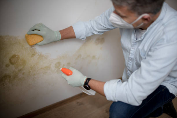 Best Commercial Mold Remediation in Edwards Af, CA