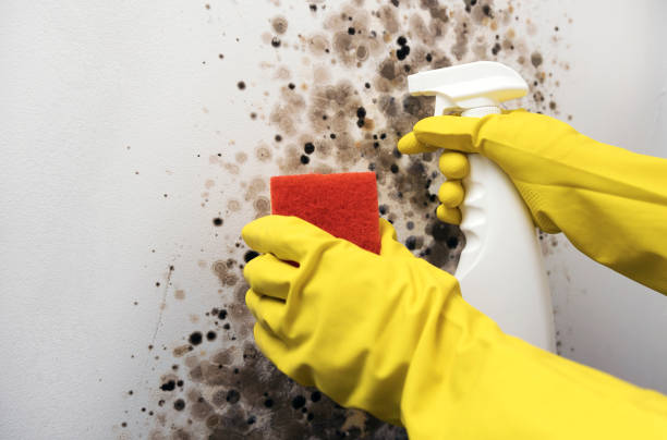 Best Residential Mold Remediation in Edwards Af, CA