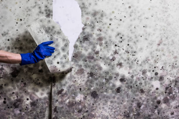Best Bathroom Mold Remediation in Edwards Af, CA