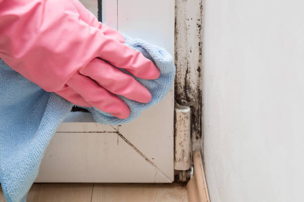 Best Black Mold Remediation in Edwards Af, CA