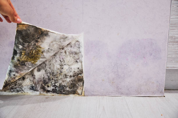 Best DIY Mold Remediation Support Services in Edwards Af, CA